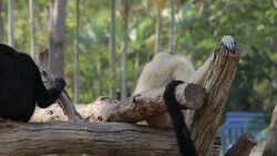 gibbon Stock Footage