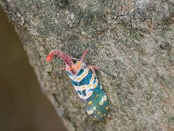 Fulgora candelaria Linnaeus Stock Footage