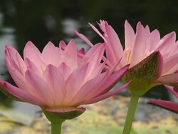 purple water lily Stock Footage