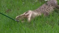 A researcher lures an alligator with meat on a feeding pole. Stock Footage