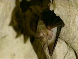 Bat echolocating, Parque Natural Sierras Subbeticas (Cordoba), Andalucia, Spain Stock Footage