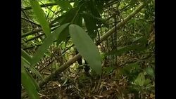 Preserving one of the rarest rhino species on the planet News Clip