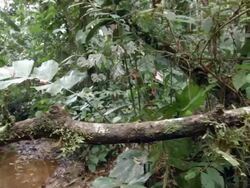 Tracking along a column of leaf cutter ants (Atta sp.) carrying their leaves along a branch above a stream. Stock Footage
