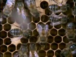 CU High angle, Honey Bee (Apis mellifera) performing waggle dance in hive, England Stock Footage