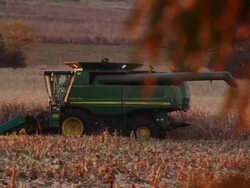 Combine harvesting corn in a large field. Stock Footage