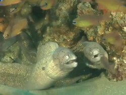 MS Geometric moray eel lying in rock crevice covered with coral and sponges / Matola, Maputo, Mozambique Stock Footage