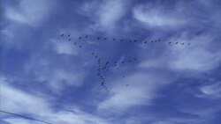 Migrar Instructional Video