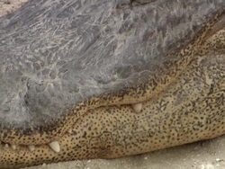 CU PAN Alligator legs to body / Fort Lauderdale, Florida, United States Stock Footage