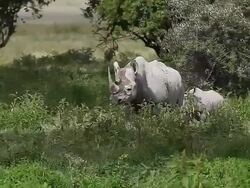 MS TS Diceros bicornis and calf walking through nakuru park / National Park, Africa, Kenya Stock Footage
