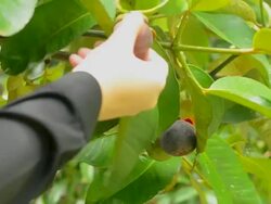 Pick the mangosteen Stock Footage