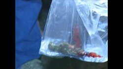 CLEAN : Suicide attack kills 19 in Pakistans News Clip