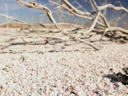 MS CU PAN Bleached tree branches & skeleton of fish left on stony dried lake after extreme climatic change / ARIZONA,United States Stock Footage
