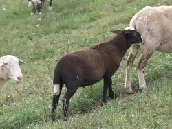 SHEEPS herding Stock Footage