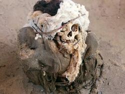 CU Shot of skull at Chauchilla cemetery / South Of Peru, Nazca, Peru Stock Footage