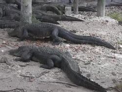 Feeding the Alligators Stock Footage