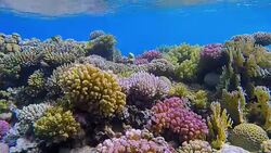 Coral reef an Sea Life on Red Sea Stock Footage