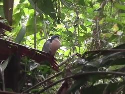 Spoon-beak between the trees Stock Footage