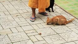 Cats playing together Stock Footage