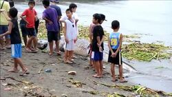 CLEAN : Dead whale shark washes ashore near News Clip