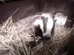Illegal badger gassing uncovered by Sky News News Clip
