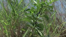 VOICED : El polemico campo de golf de Rio News Clip