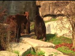 Three orphaned grizzly bear cubs that came to the Detroit Zoo from Alaska in December have made their zoo debut. Mike, Thor and Boo were orphaned after their mother was shot and killed by a poacher. News Clip