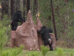 Chimpanzees eating at Chimp Haven Stock Footage
