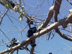 MS Howler Monkeys climbing and howling on tree / Guanacaste, Costa Rica Stock Footage