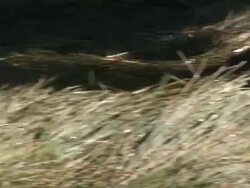 Desert Elephant (Loxodonta africana) feet walking, Ugab River Basin, Namibia: desert-dwelling population of African Bush Elephant though not distinct subspecies Stock Footage