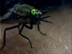 Horsefly, MCU cleans face with feet, on human skin Stock Footage