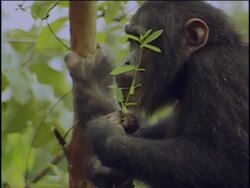 CU, Young chimpanzee (Pan troglodytes) eating leaves on tree, Gombe Stream National Park, Tanzania Stock Footage