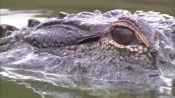 A crocodile lurks snout deep in a river. Stock Footage