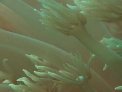 Anemone, beauty shot, close up, Indonesia  Stock Footage