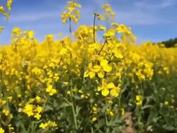 HD Rape field in spring (hand-held shot) Stock Footage