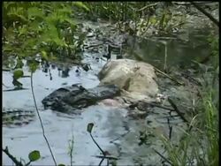 Alligator in swamp holding carcass in mouth, thrashing in swamp, Brazos Bend State Park, Texas, USA Stock Footage