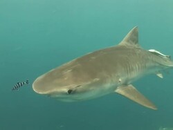 Tiger Shark (Galeocerdo cuvier) swimming with pilot fish (Naucrates ductor), Aliwal, South Africa Stock Footage