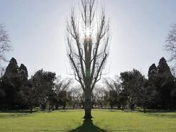 MS Sun obscured by symmetrical tree, Central Park, East Malvern / Melbourne, Victoria, Australia Stock Footage