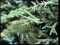 Coral reefs around Japan are being devoured by starfish News Clip