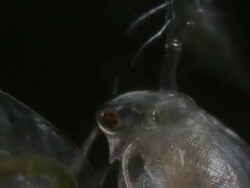 Endoscope view of Daphnia head in slow motion, clearly showing the cyclopean compound eye. This rudimentary eye which consists of 22 Ommatidia, can move through 150 degrees in the sagittal plane and 60 degrees in the horizontal plane. Stock Footage