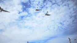 A flock of gulls flying in front of blue sky and lake with colorful trees  in Maine, USA Stock Footage