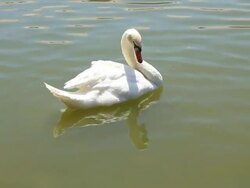 Swan Stock Footage