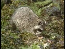 CU Racoon, Procyon lotor, eating crab, Arctic Circle Stock Footage