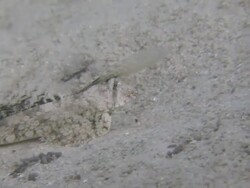 Sea moth, Southern Visayas, Philippines Stock Footage