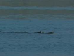 Gharial crocodile (Gavialis gangeticus) swimming in Chambal River, India Stock Footage