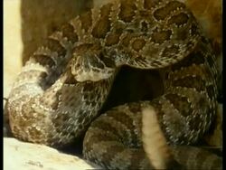 MS Prairie Rattlesnake, Crotalus viridis, resting sheltered in crevice of rock face, slithering around, edited sequence, USA; SEQUENCE OF CLIPS, SPECIAL TERMS APPLY Stock Footage