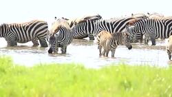 Zebra Herd Drinking in mere / lake Stock Footage