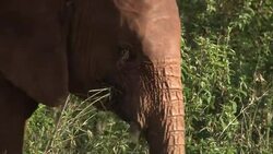 VOICED : Sanctuary offers News Clip