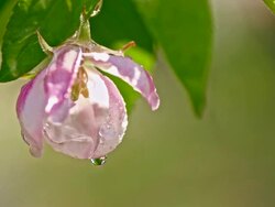 SLO MO Macro shot of the wet apple blossom Stock Footage