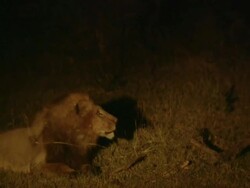 MS Shot of playful interaction or greeting between two lions at night / Okavango Delta, North-West District, Botswana Stock Footage