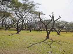 Dolly:Bench on a lawn in the park. Stock Footage